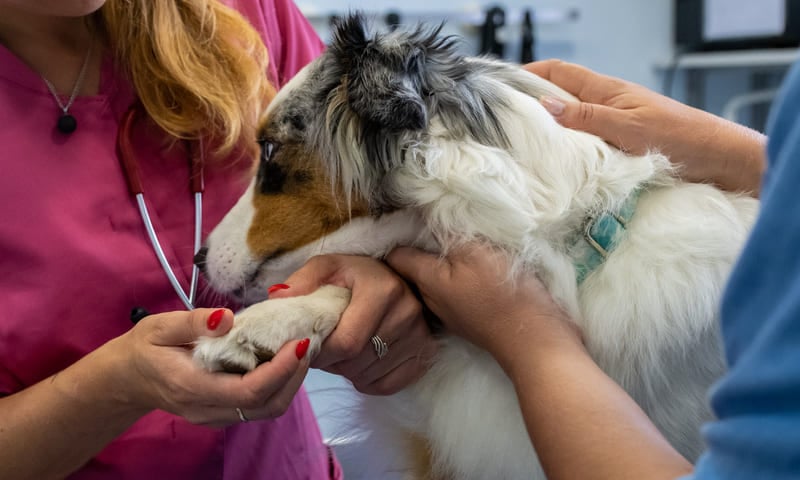 Assurance animal d&eacute;j&agrave; malade