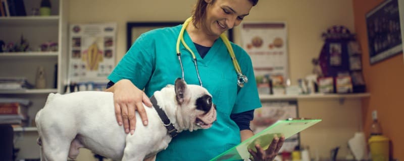 Assurance animaux : les remboursements avec une feuille de soins