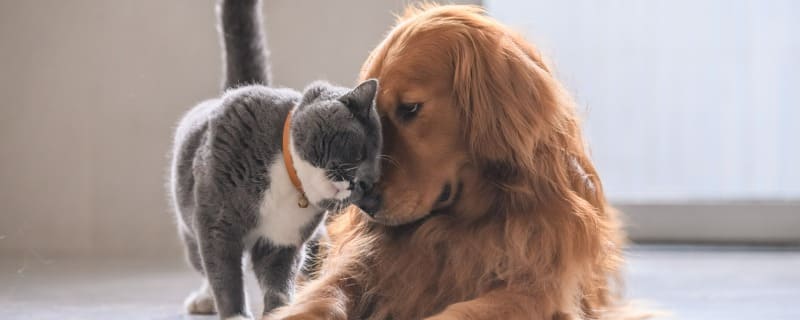 Assurance animaux pas ch&egrave;re