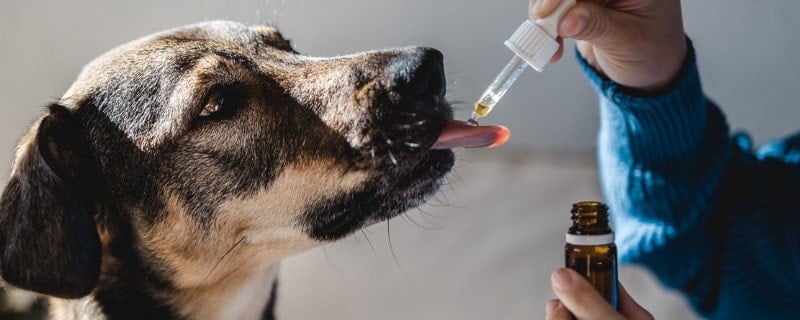 Assurance pour animaux : le plafond annuel de remboursement