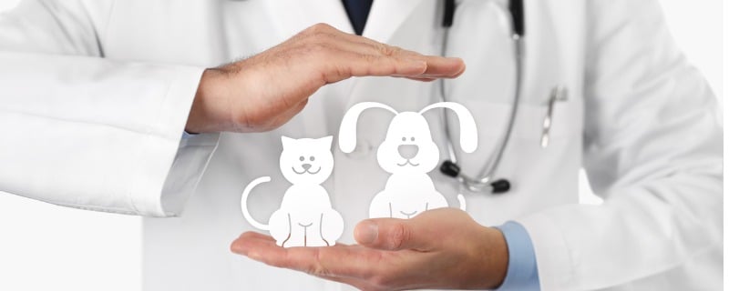 assurance animaux