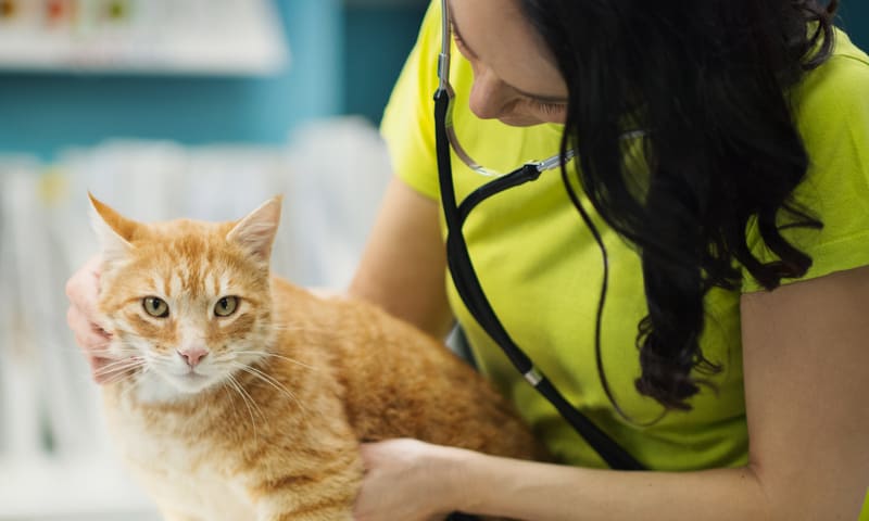 Comment reconna&icirc;tre une tumeur chez le chat