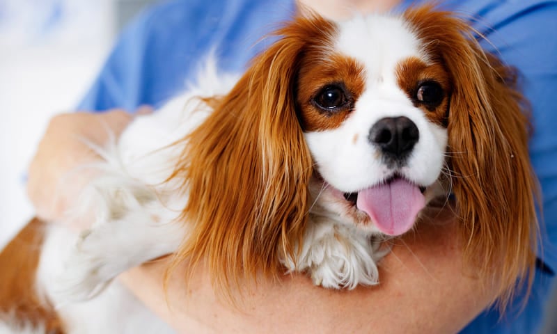 Tout savoir sur la franchise d&rsquo;une assurance pour animaux