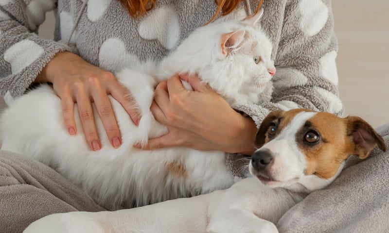 Mutuelle animaux sans avance de frais