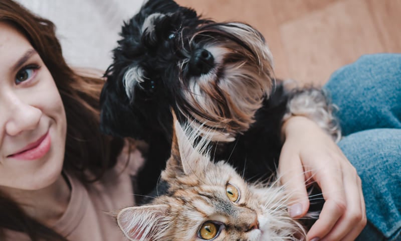 Quel est le tarif d'une mutuelle animaux ? Les prix moyens en 2026