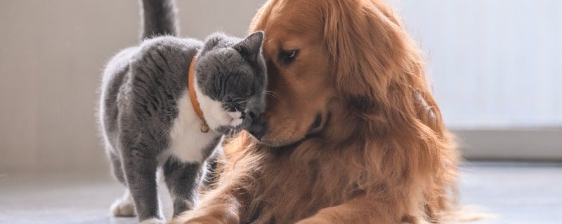 R&eacute;siliation d&rsquo;une assurance pour animaux
