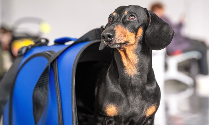 Assurance pour animaux lors de voyages &agrave; l&rsquo;&eacute;tranger